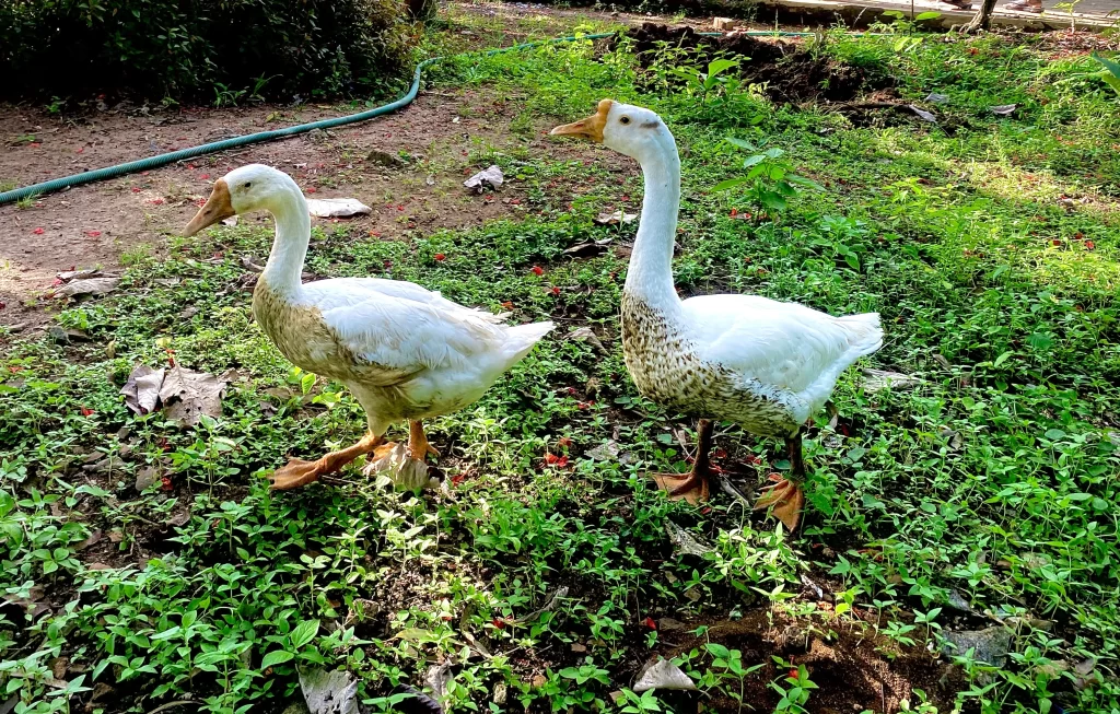 Geese on Udayagiri Fort