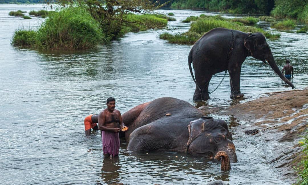 kodanad-elephant-training-centre