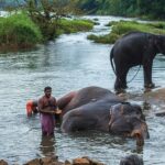 kodanad-elephant-training-centre